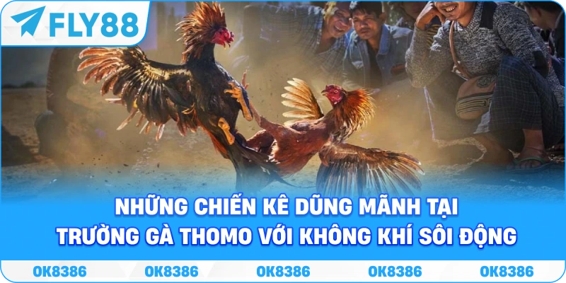 Đá gà FLY88 trực tuyến 2026 Sảnh đá gà FLY88 với lịch trận và giao diện theo dõi trực tuyến